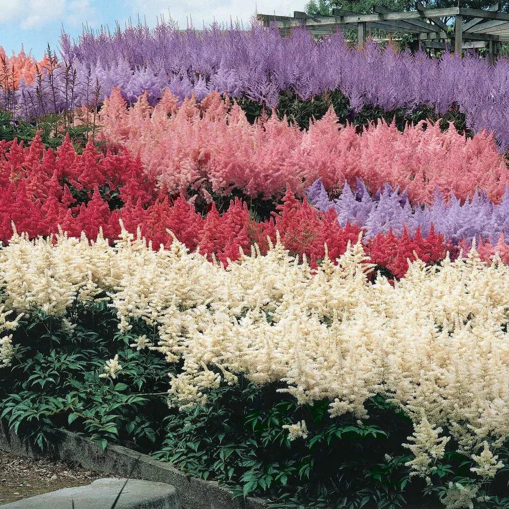 Astilbe Mixed