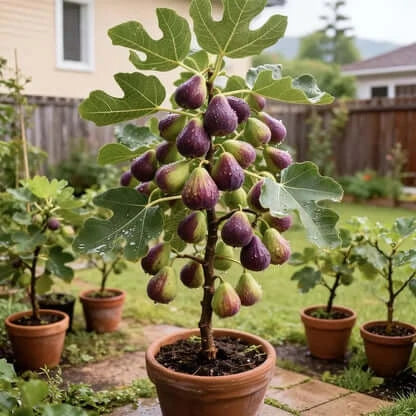 š„Hot Sale 49% OFFš„Mission Fig Tree Seeds