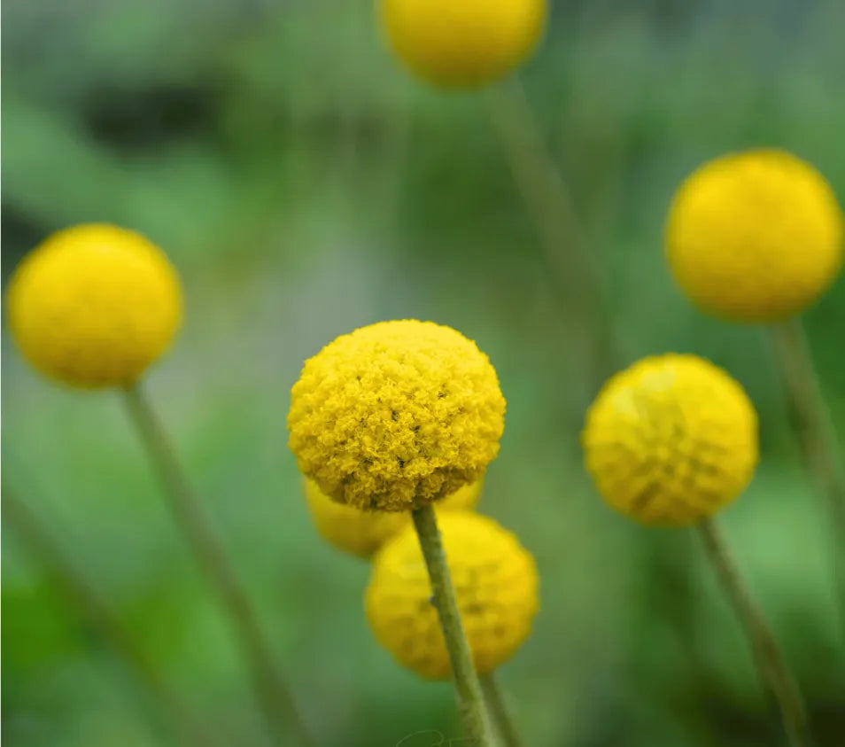 Billy Buttons (Drumsticks) – Seeds