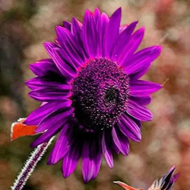 šRare purple sunflowers, stunning the entire garden at first glance.