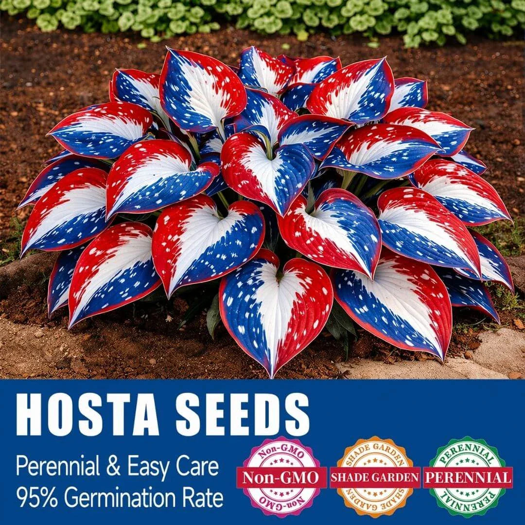 šLast Day Sale Off 49%šCelebrate America's 250th š±Premium Shade-Loving Hosta Seeds
