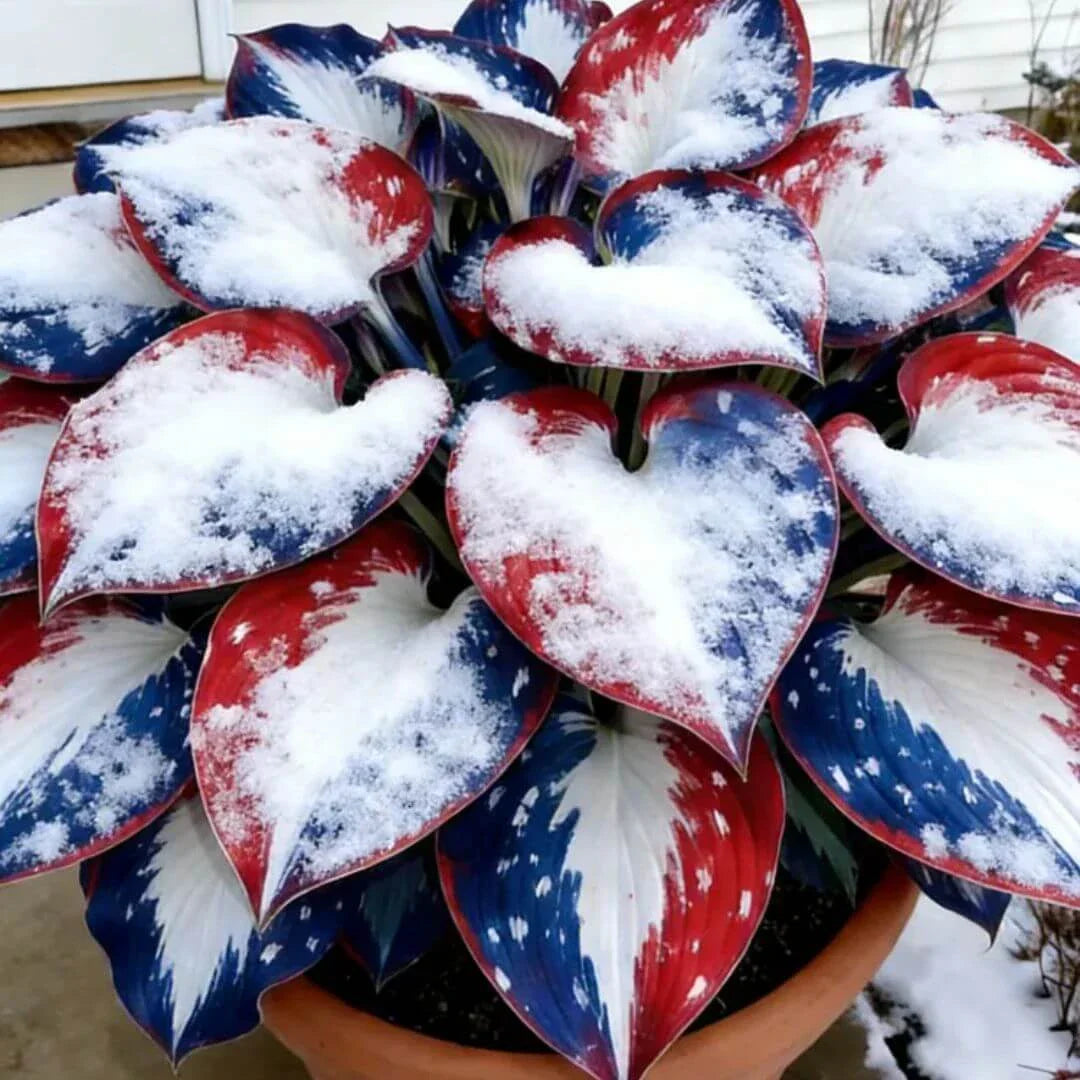 šLast Day Sale Off 49%šCelebrate America's 250th š±Premium Shade-Loving Hosta Seeds