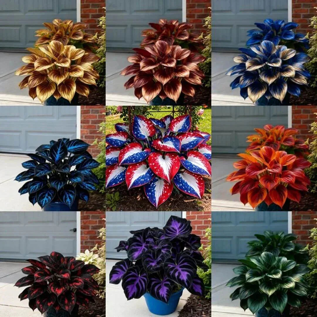 šLast Day Sale Off 49%šCelebrate America's 250th š±Premium Shade-Loving Hosta Seeds