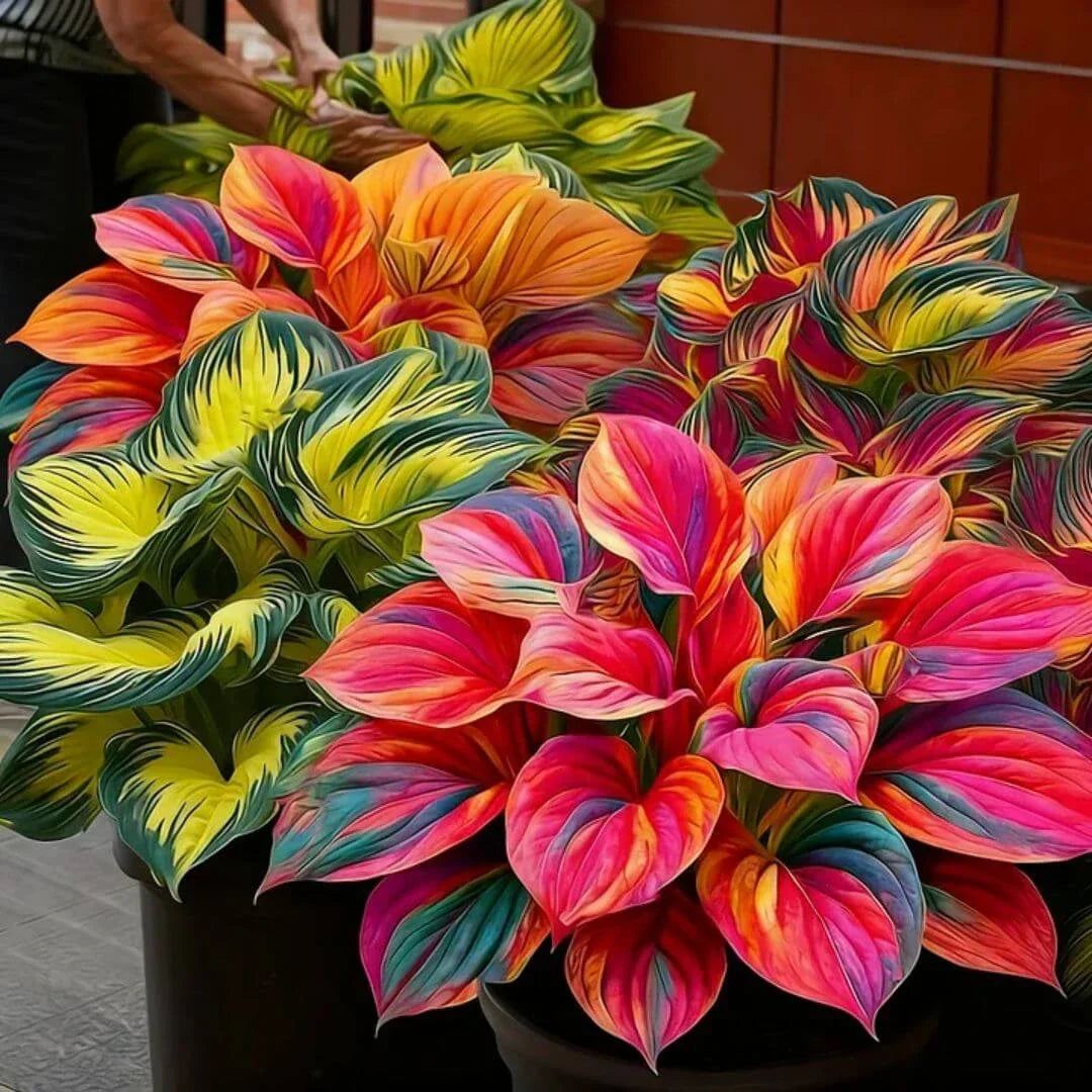 šLast Day Sale Off 49%šCelebrate America's 250th š±Premium Shade-Loving Hosta Seeds