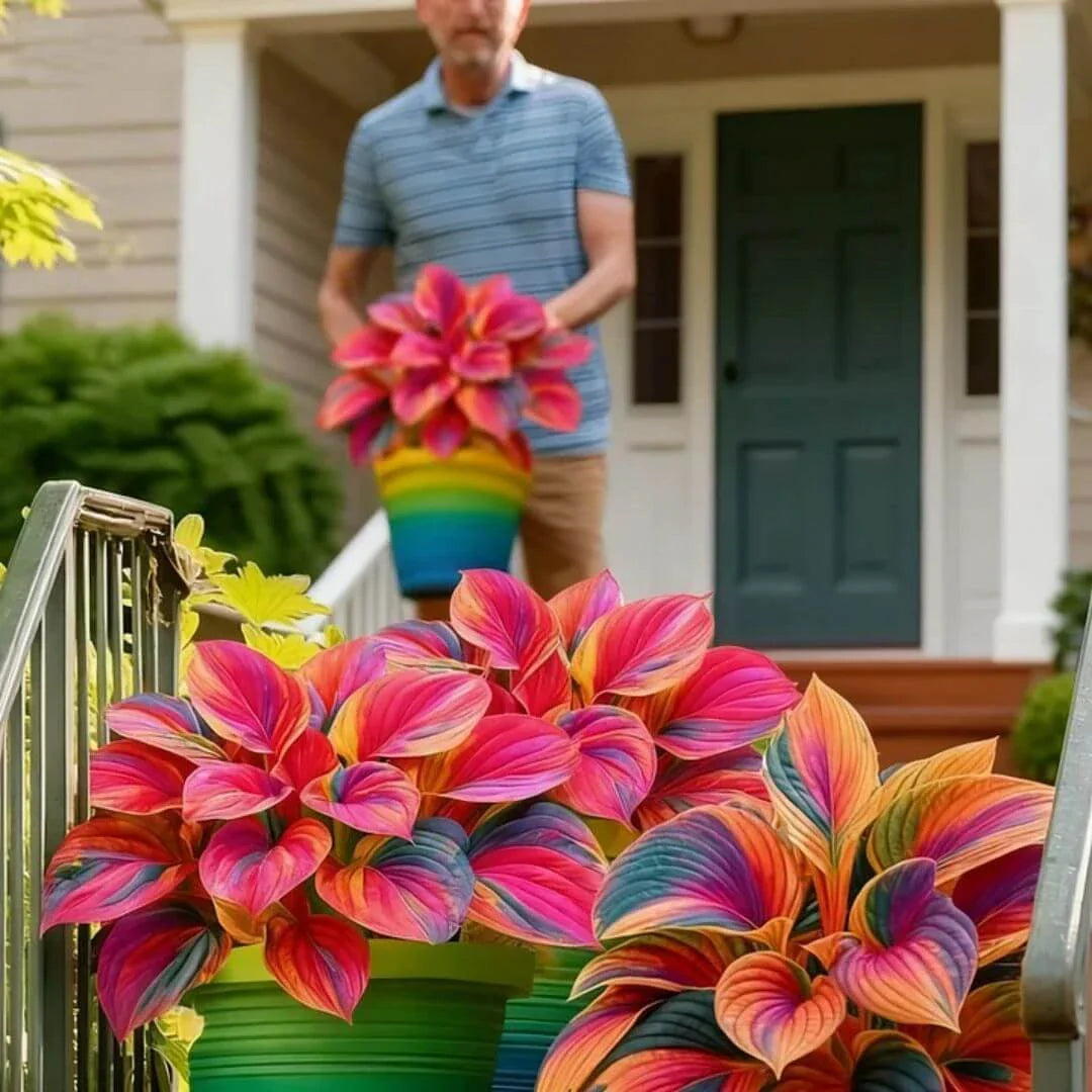 šLast Day Sale Off 49%šCelebrate America's 250th š±Premium Shade-Loving Hosta Seeds