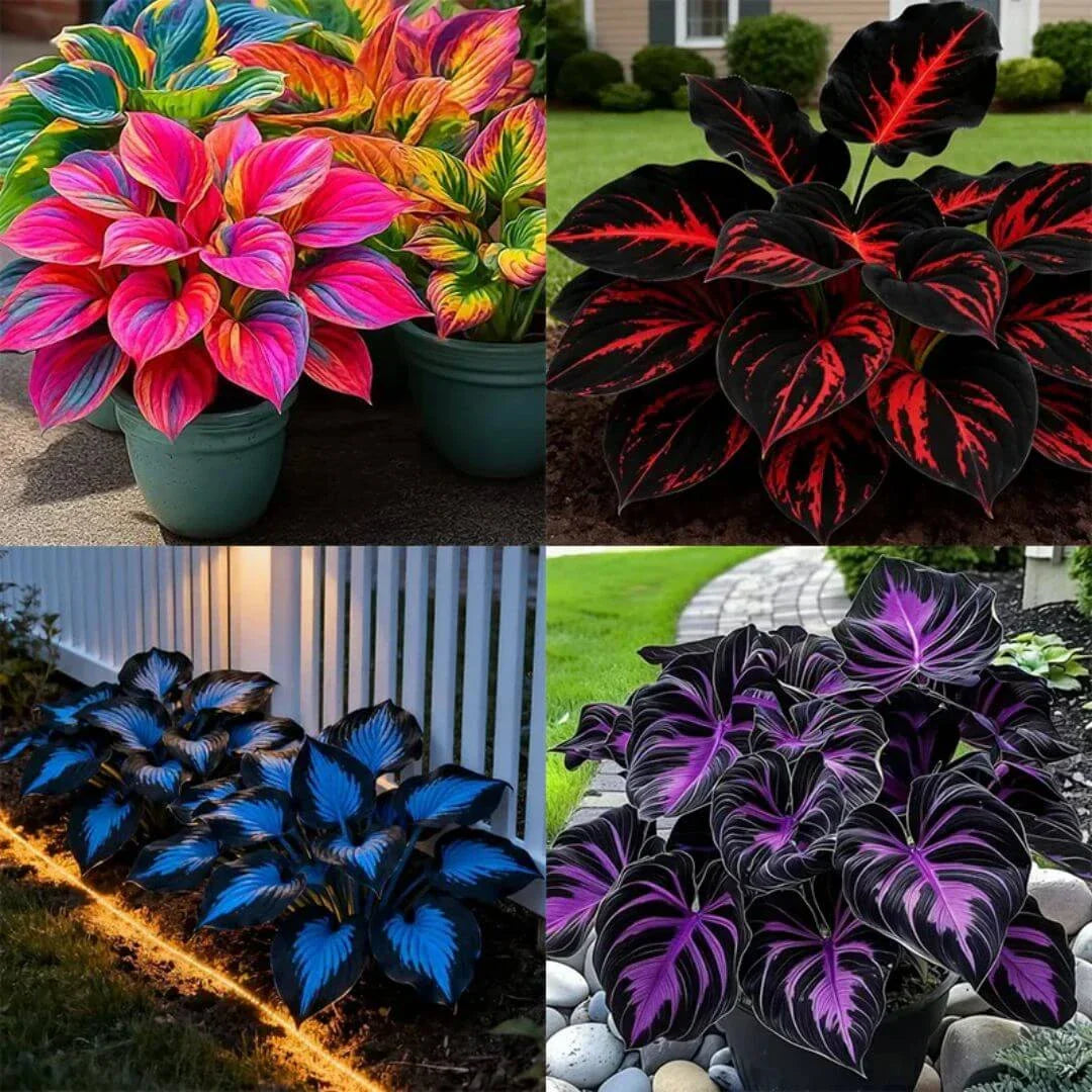 šLast Day Sale Off 49%šCelebrate America's 250th š±Premium Shade-Loving Hosta Seeds