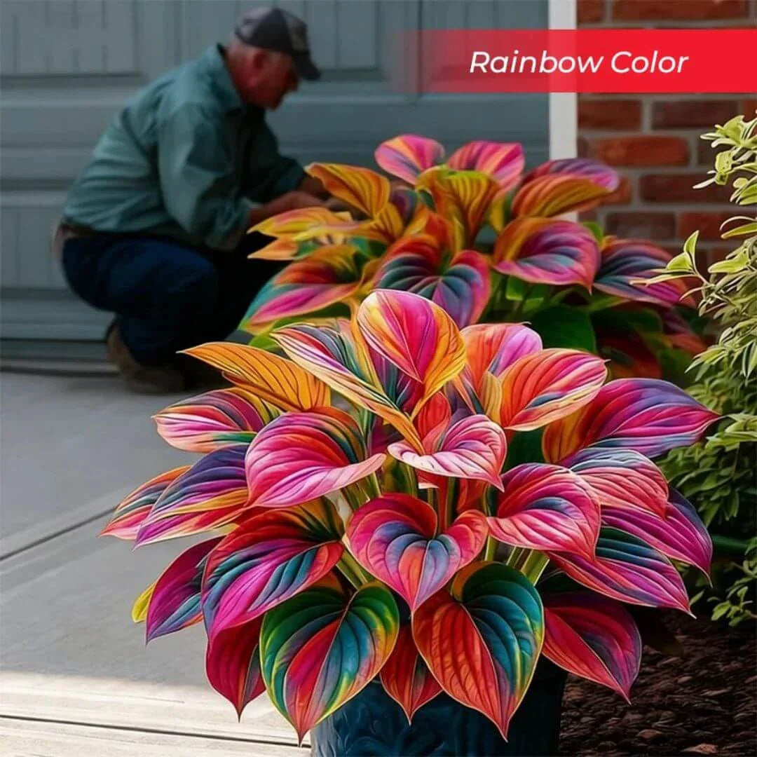 šLast Day Sale Off 49%šCelebrate America's 250th š±Premium Shade-Loving Hosta Seeds