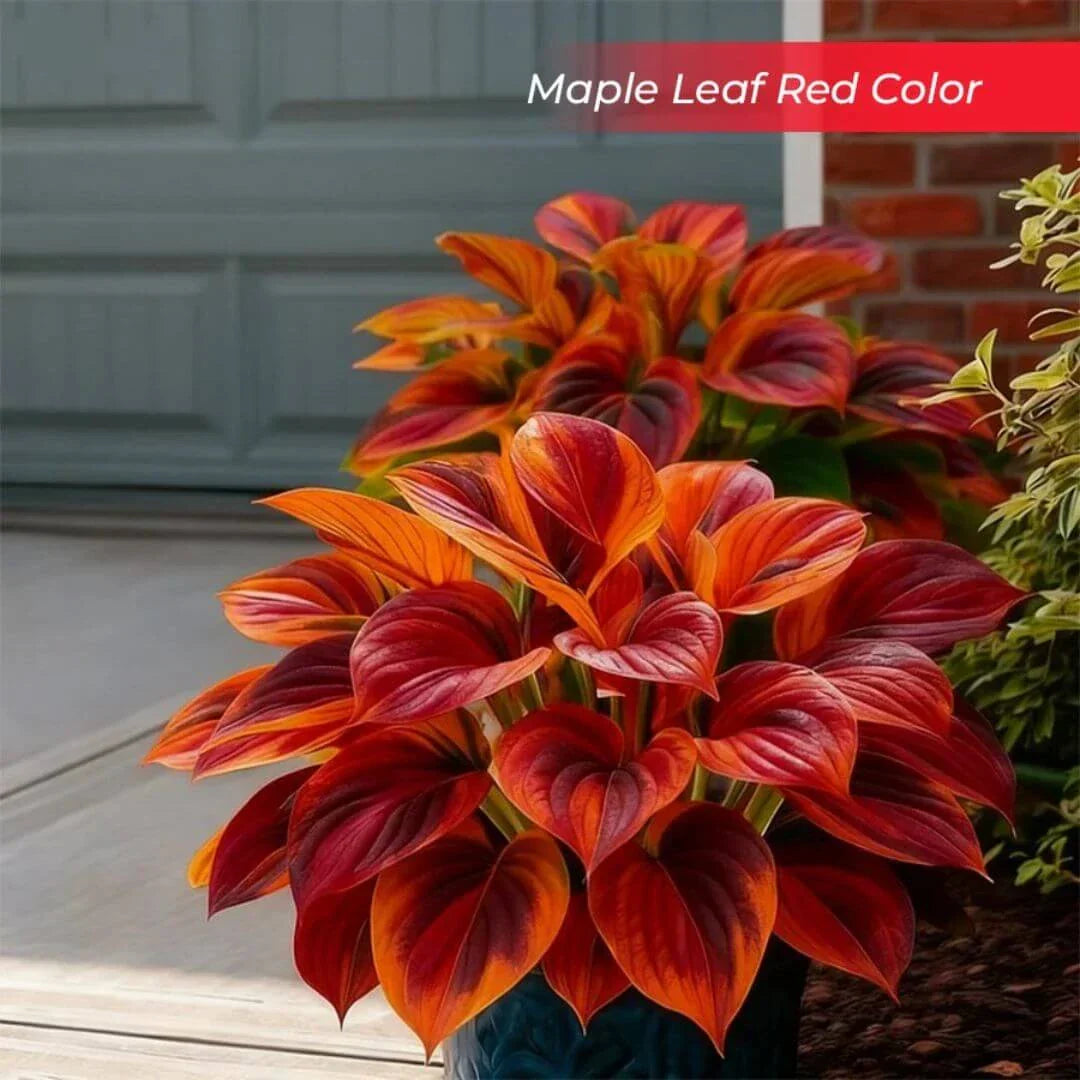 šLast Day Sale Off 49%šCelebrate America's 250th š±Premium Shade-Loving Hosta Seeds