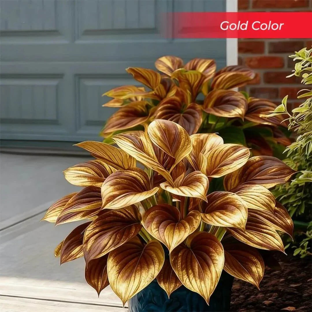šLast Day Sale Off 49%šCelebrate America's 250th š±Premium Shade-Loving Hosta Seeds