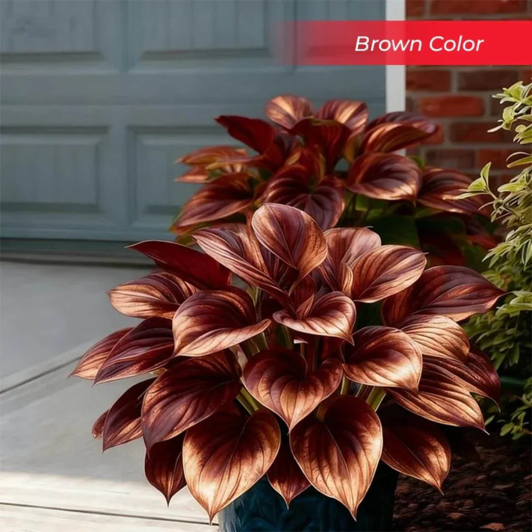 šLast Day Sale Off 49%šCelebrate America's 250th š±Premium Shade-Loving Hosta Seeds