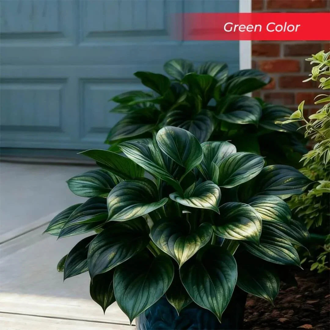 šLast Day Sale Off 49%šCelebrate America's 250th š±Premium Shade-Loving Hosta Seeds