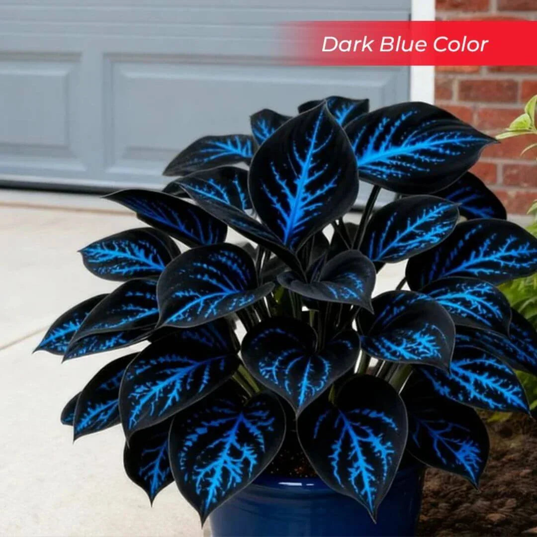 šLast Day Sale Off 49%šCelebrate America's 250th š±Premium Shade-Loving Hosta Seeds