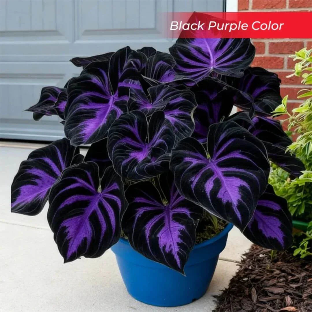 šLast Day Sale Off 49%šCelebrate America's 250th š±Premium Shade-Loving Hosta Seeds