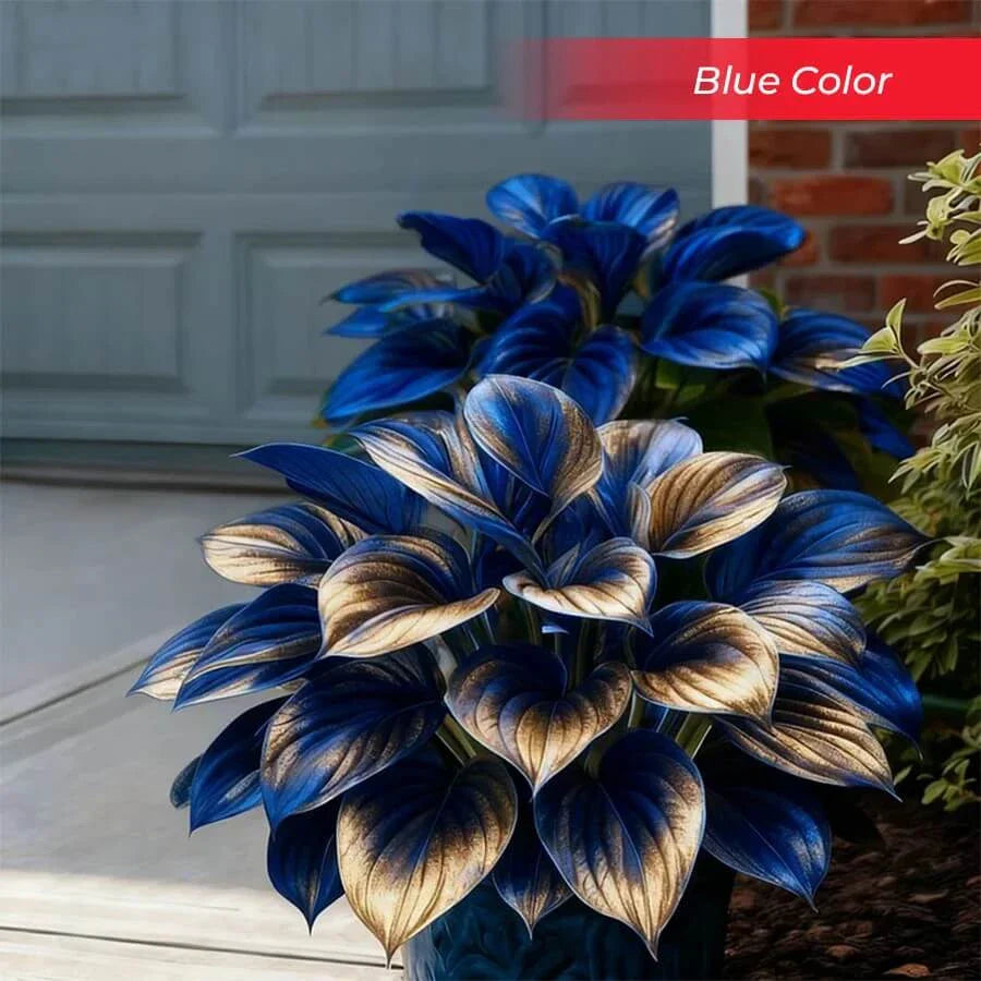 šLast Day Sale Off 49%šCelebrate America's 250th š±Premium Shade-Loving Hosta Seeds