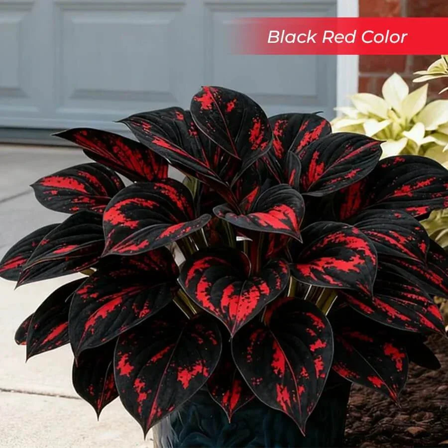 šLast Day Sale Off 49%šCelebrate America's 250th š±Premium Shade-Loving Hosta Seeds