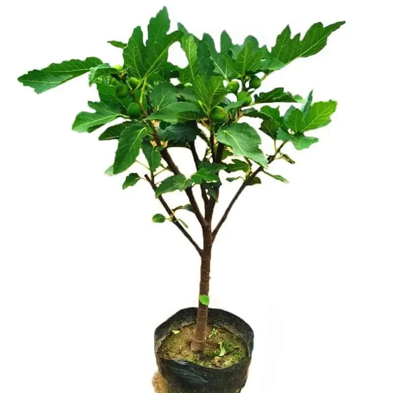 š„Hot Sale 49% OFFš„Mission Fig Tree Seeds