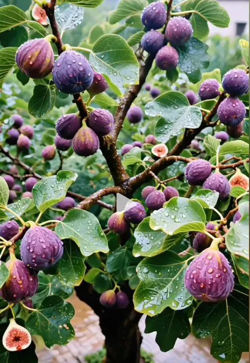 šSuper Giant Fig Tree Plants - The Sweetness of a Peach in Every Bite! š