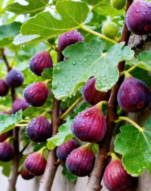 šSuper Giant Fig Tree Plants - The Sweetness of a Peach in Every Bite! š