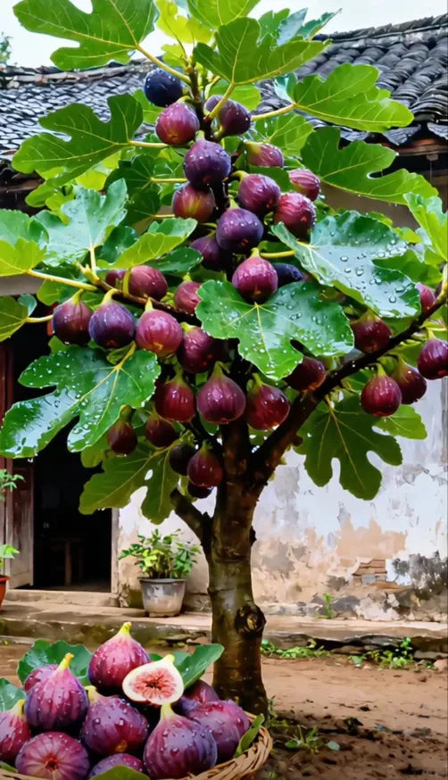 šSuper Giant Fig Tree Plants - The Sweetness of a Peach in Every Bite! š