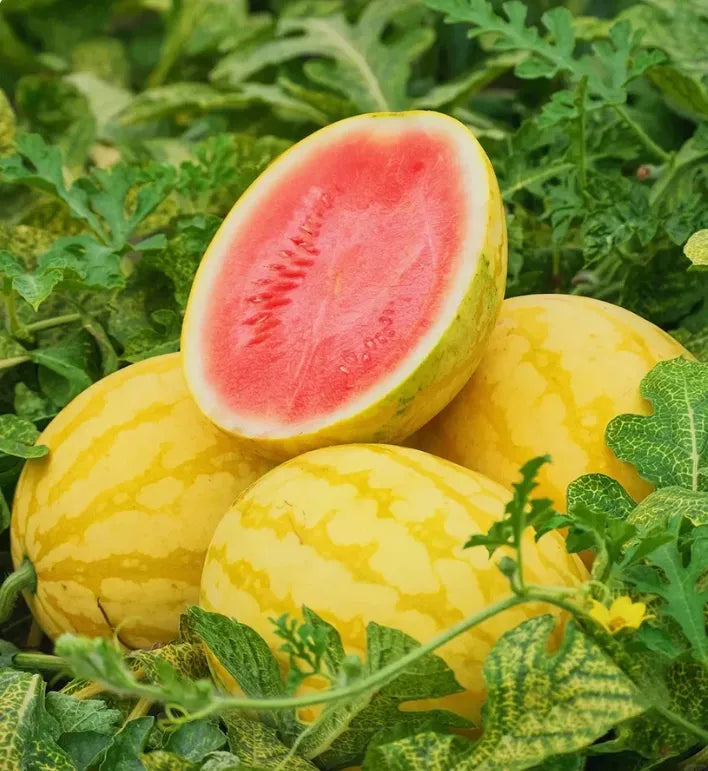 Ruby Watermelon Seeds