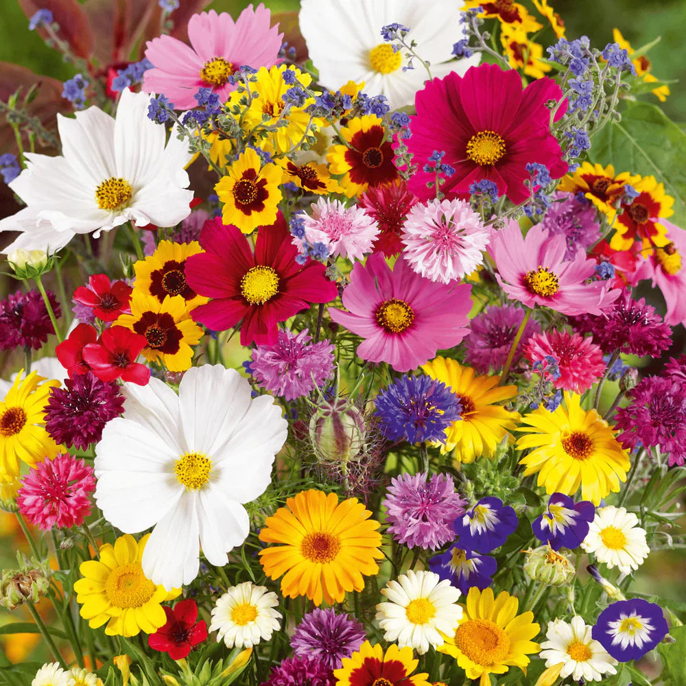 š„Last day clearancešMixed Perennial Flowers Seeds-Over 60 kinds mixed