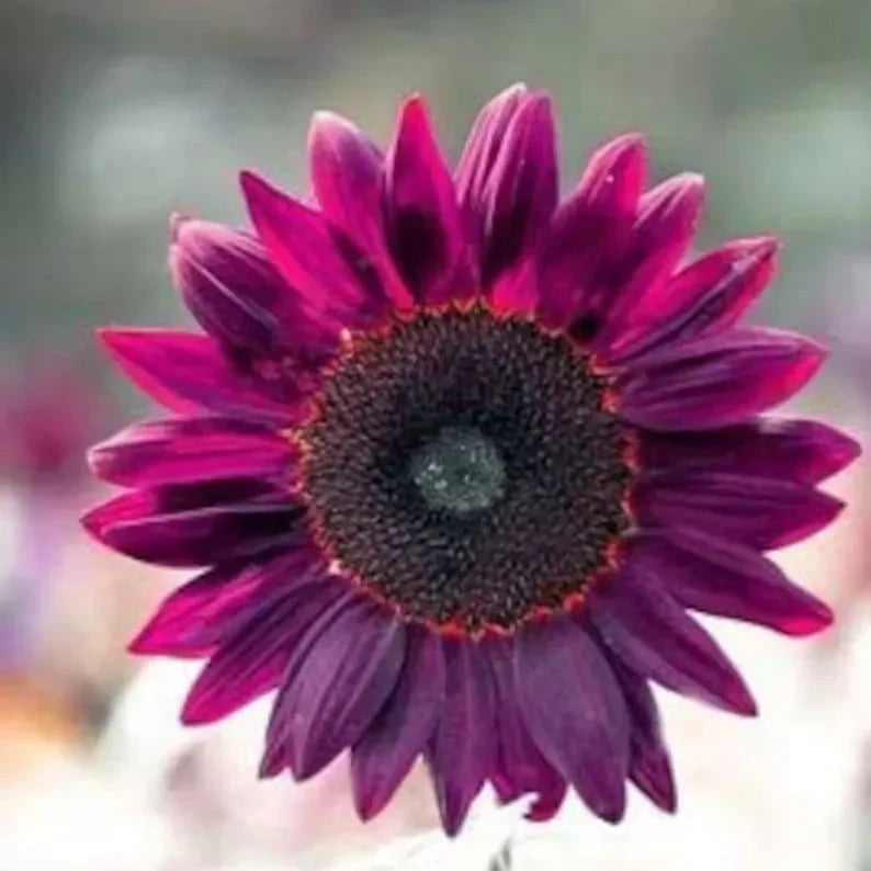 šRare purple sunflowers, stunning the entire garden at first glance.