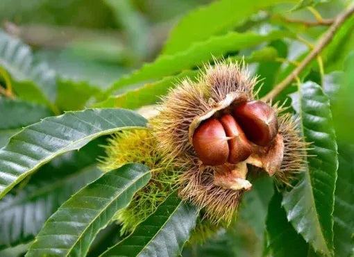 Chestnut Trees Live Plants – Seedlings