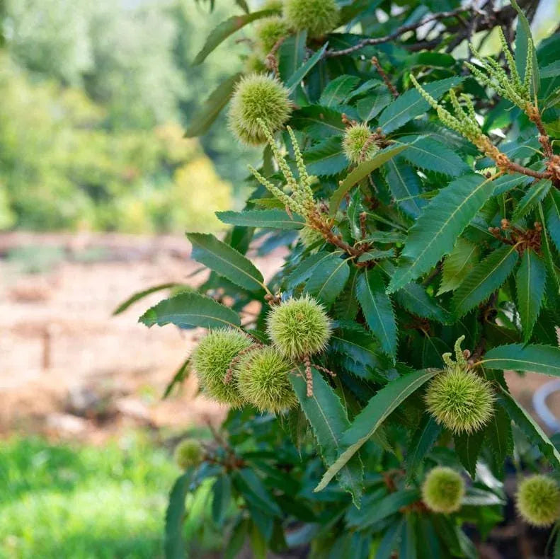Chestnut Trees Live Plants – Seedlings