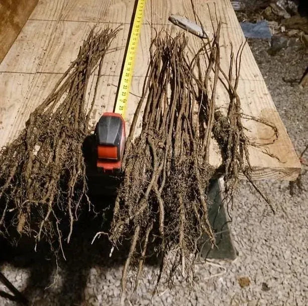 Chestnut Trees Live Plants – Seedlings