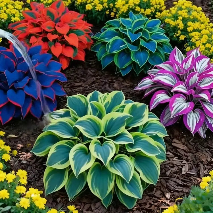 š¼ Mixed Hostas seeds : A Splash of Color for Every Season