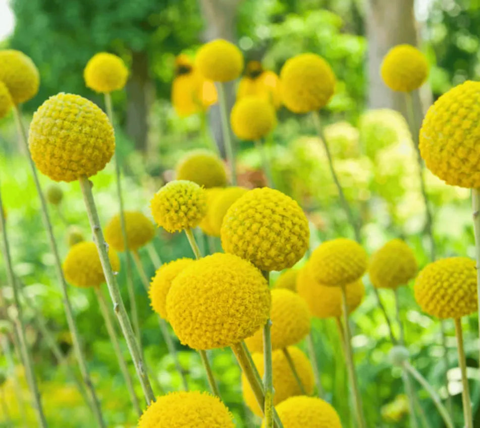 Billy Buttons (Drumsticks) – Seeds