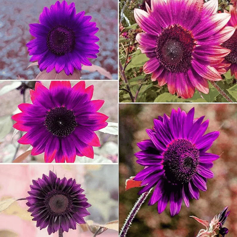 šRare purple sunflowers, stunning the entire garden at first glance.