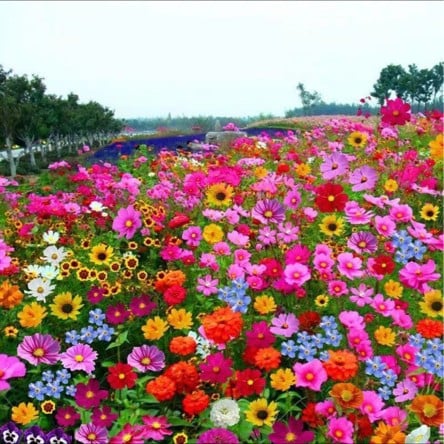 š„Last day clearancešMixed Perennial Flowers Seeds-Over 60 kinds mixed