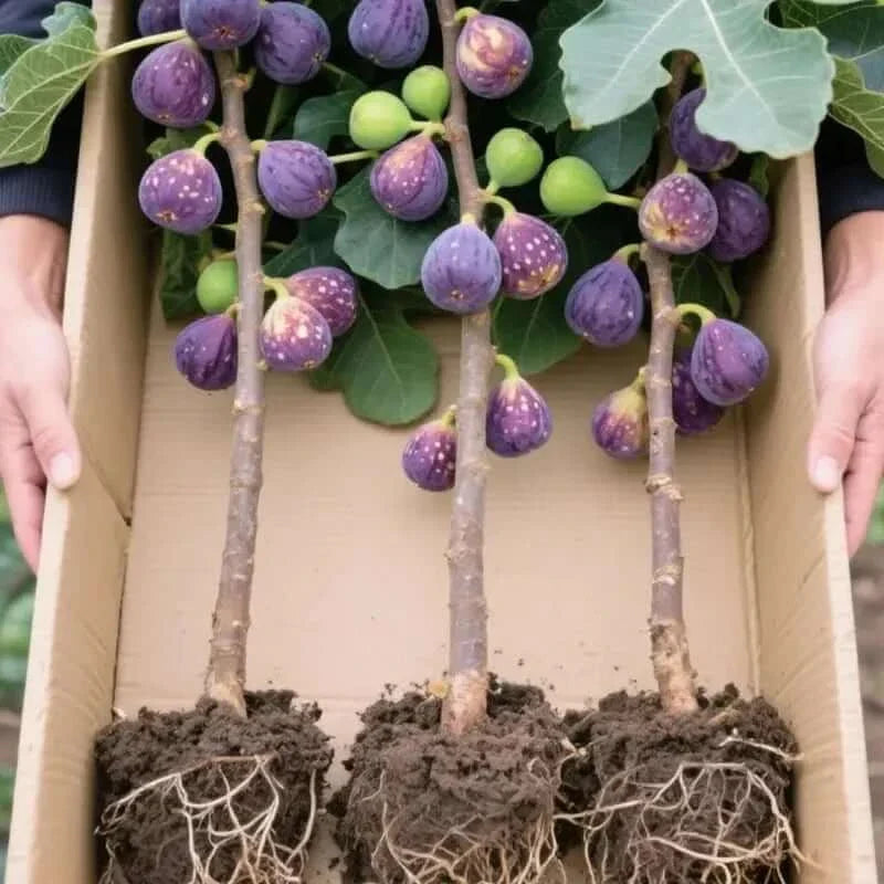 š„Hot Sale 49% OFFš„Mission Fig Tree Seeds