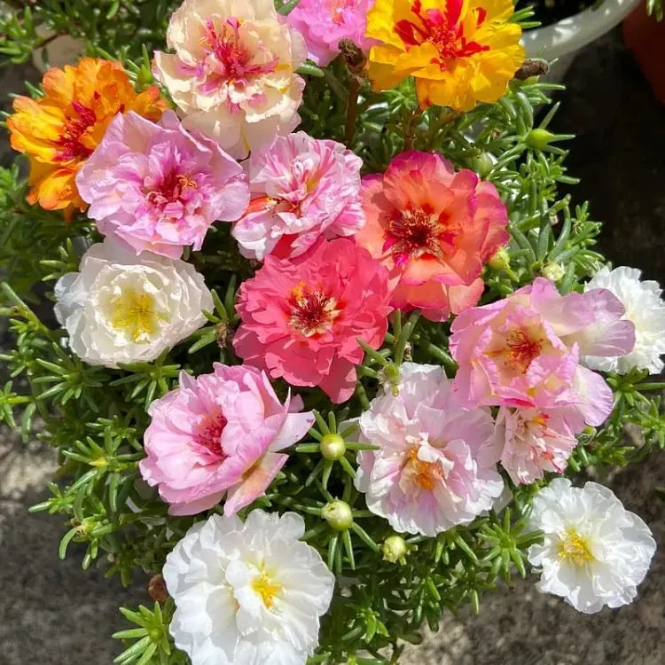 šø Portulaca Seeds - Double-Flowered Moss Rose