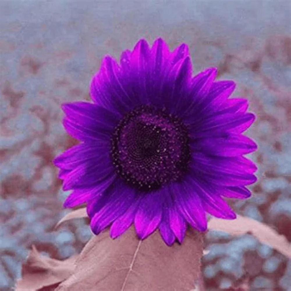 šRare purple sunflowers, stunning the entire garden at first glance.