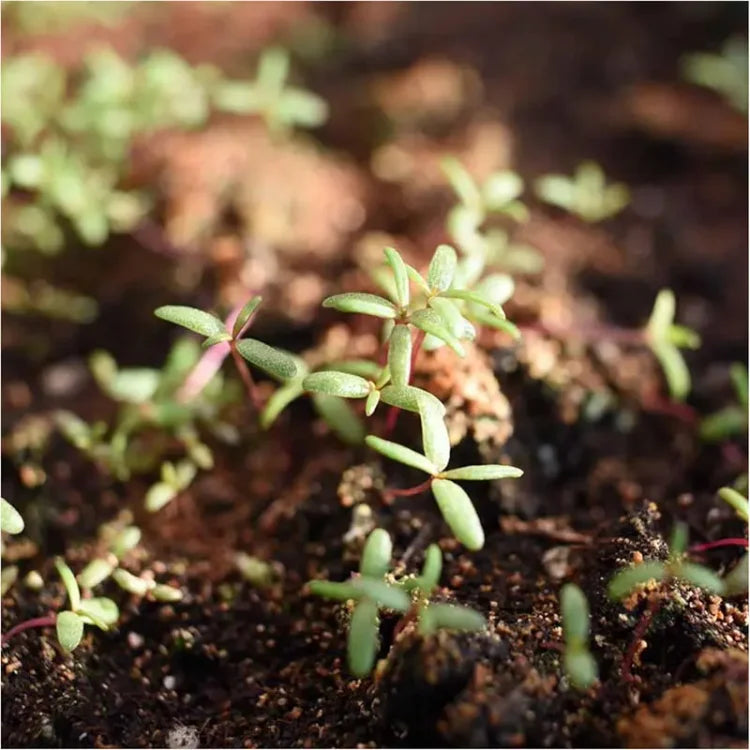 šø Portulaca Seeds - Double-Flowered Moss Rose