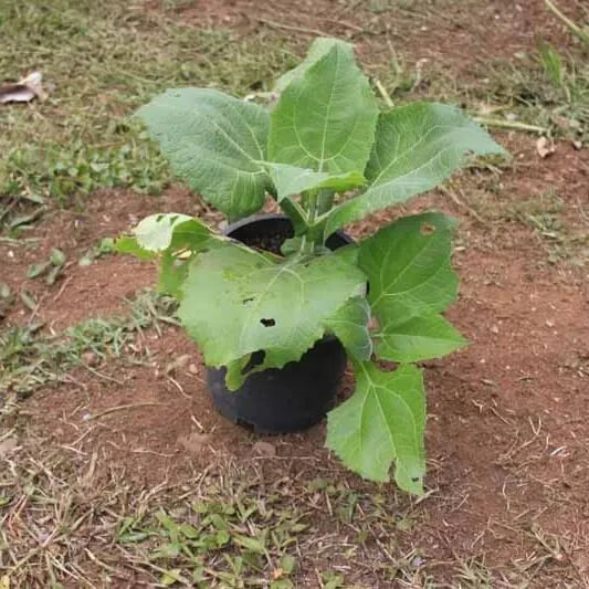 Yacon Seed Root crop seeds Seeds,