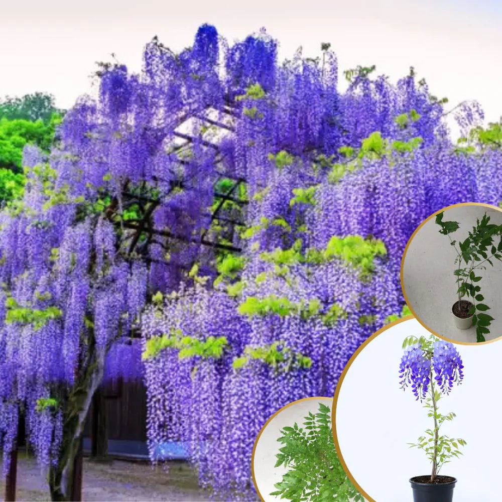 Wisteria Tree Live Plant Vines, Purple Blue Wisteria Fragrant Flowers Inc in Tall, Outdoor Growing