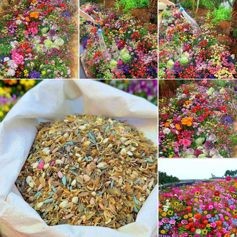 š„Last day clearancešMixed Perennial Flowers Seeds-Over 60 kinds mixed