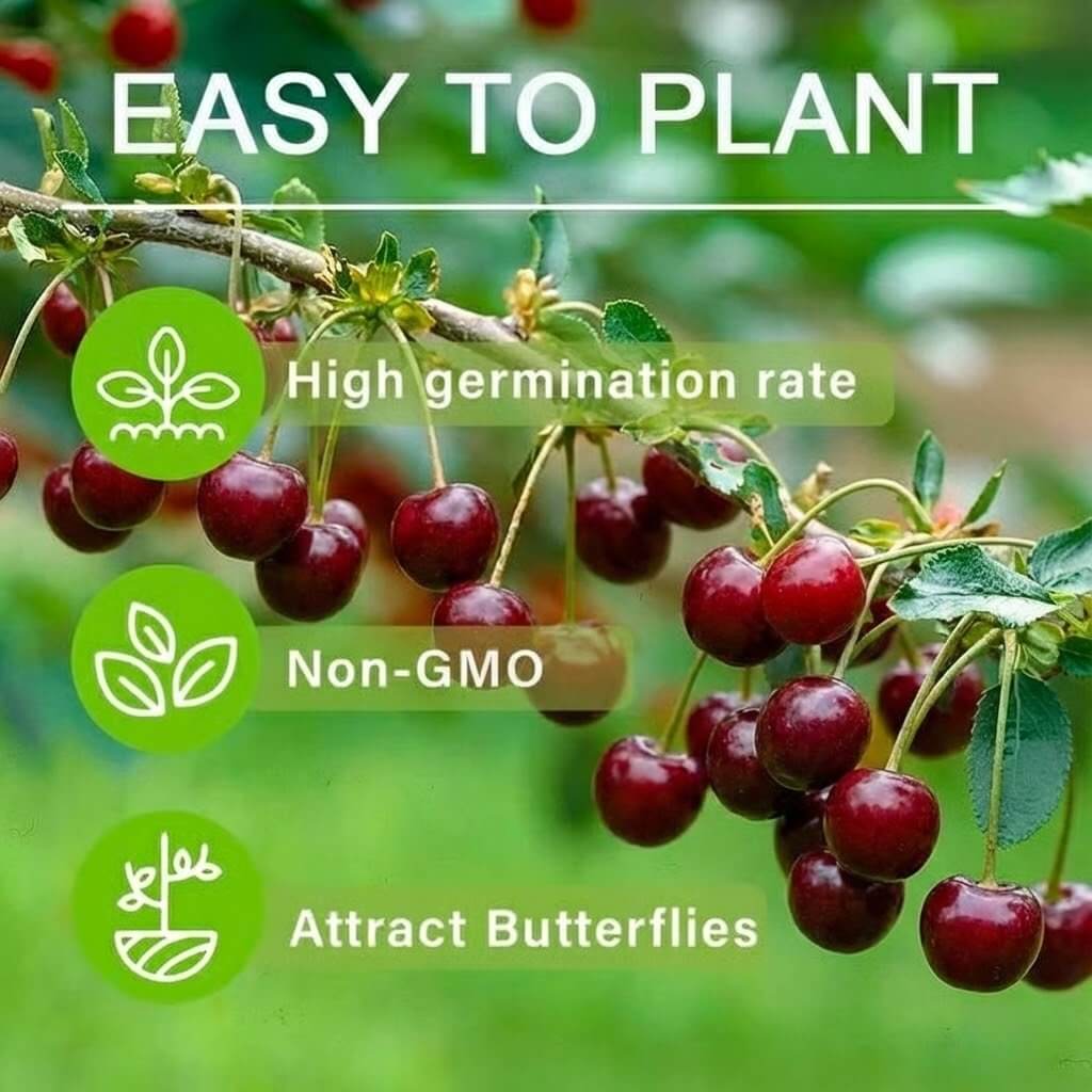 š (New Harvest) Sweet Cherry Seeds šæPre-Primed for High Germination (99% Germination)