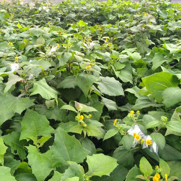 Yacon Seed Root crop seeds Seeds,
