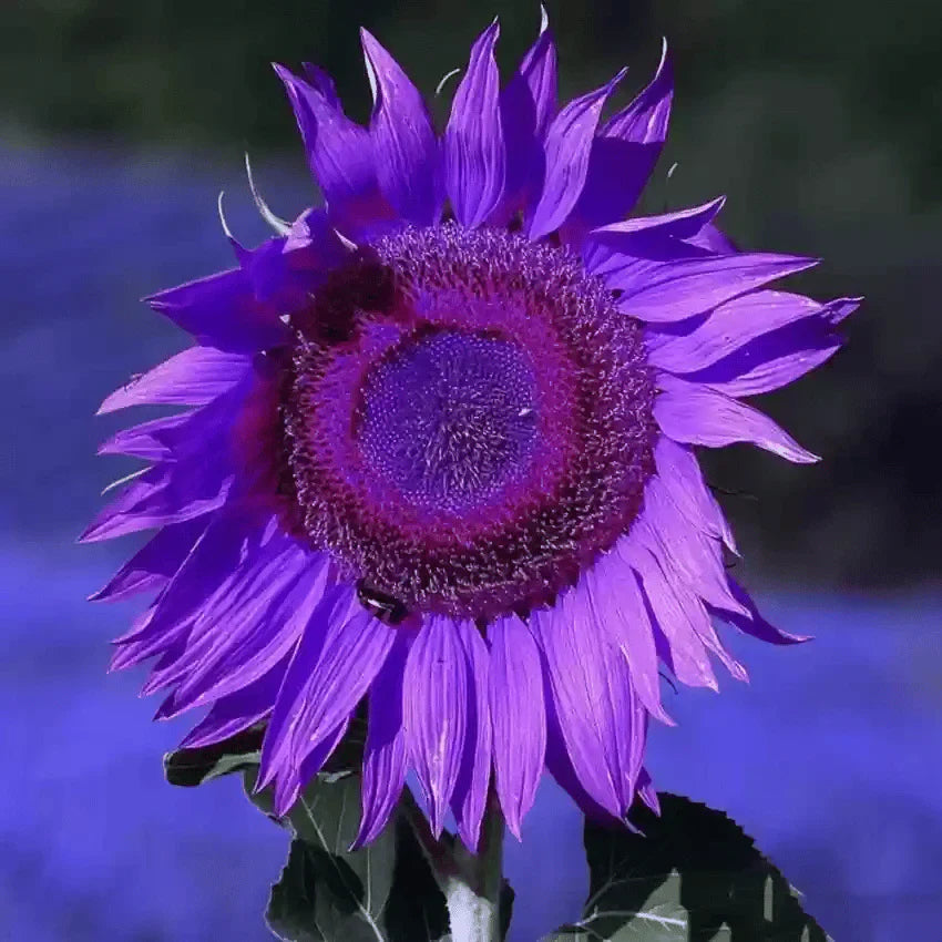 šRare purple sunflowers, stunning the entire garden at first glance.