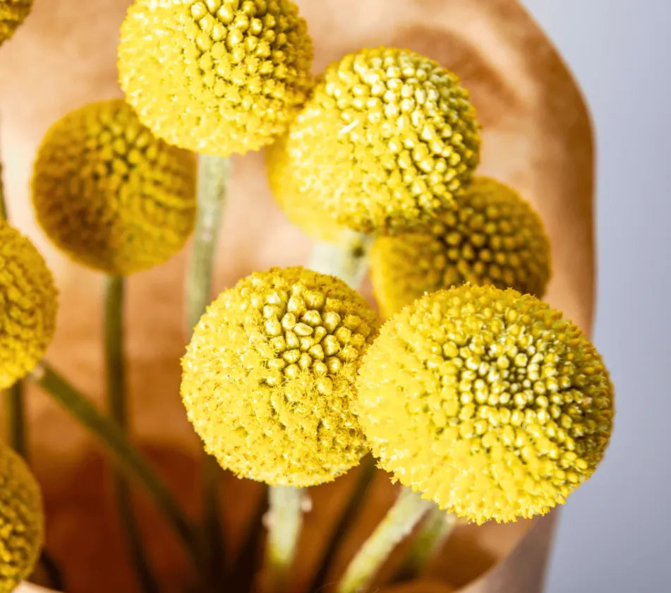Billy Buttons (Drumsticks) – Seeds