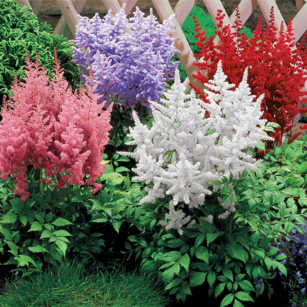 Astilbe Mixed