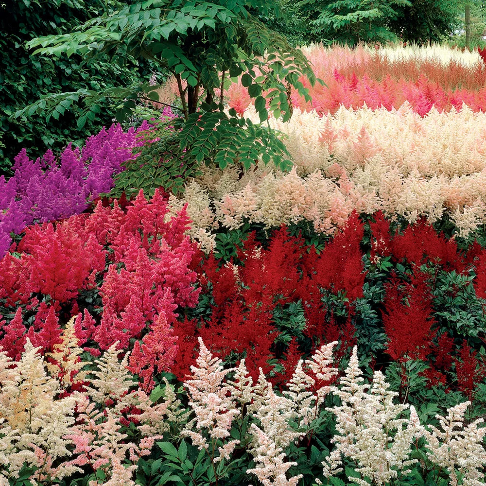 Astilbe Mixed