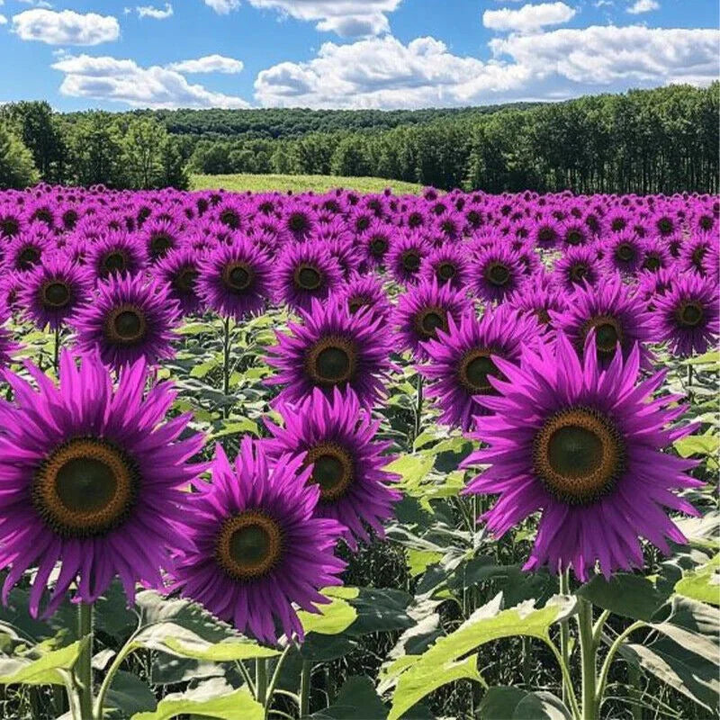 šRare purple sunflowers, stunning the entire garden at first glance.