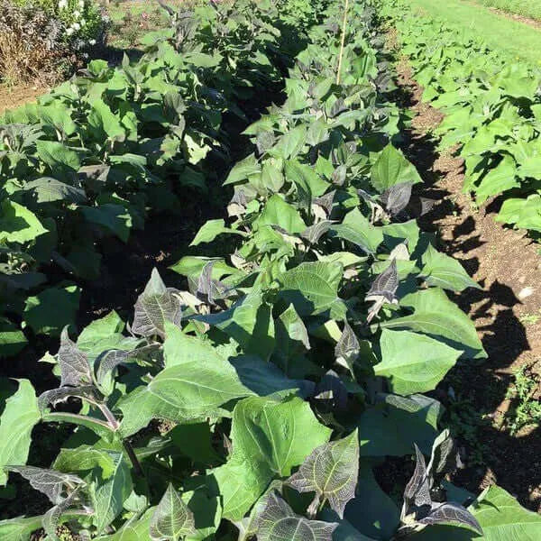 Yacon Seed Root crop seeds Seeds,