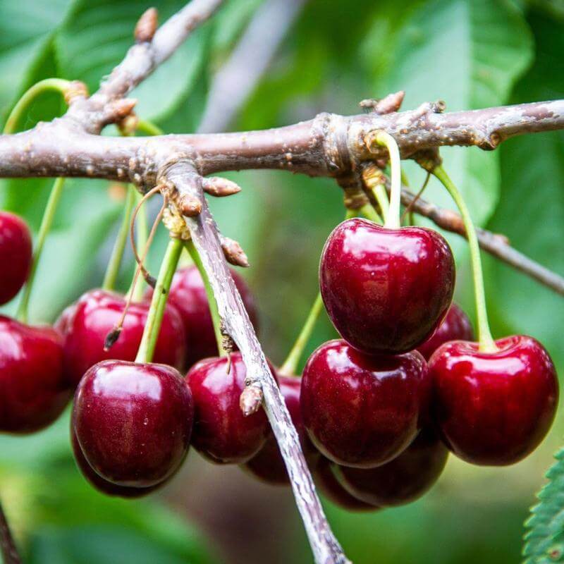 š (New Harvest) Sweet Cherry Seeds šæPre-Primed for High Germination (99% Germination)