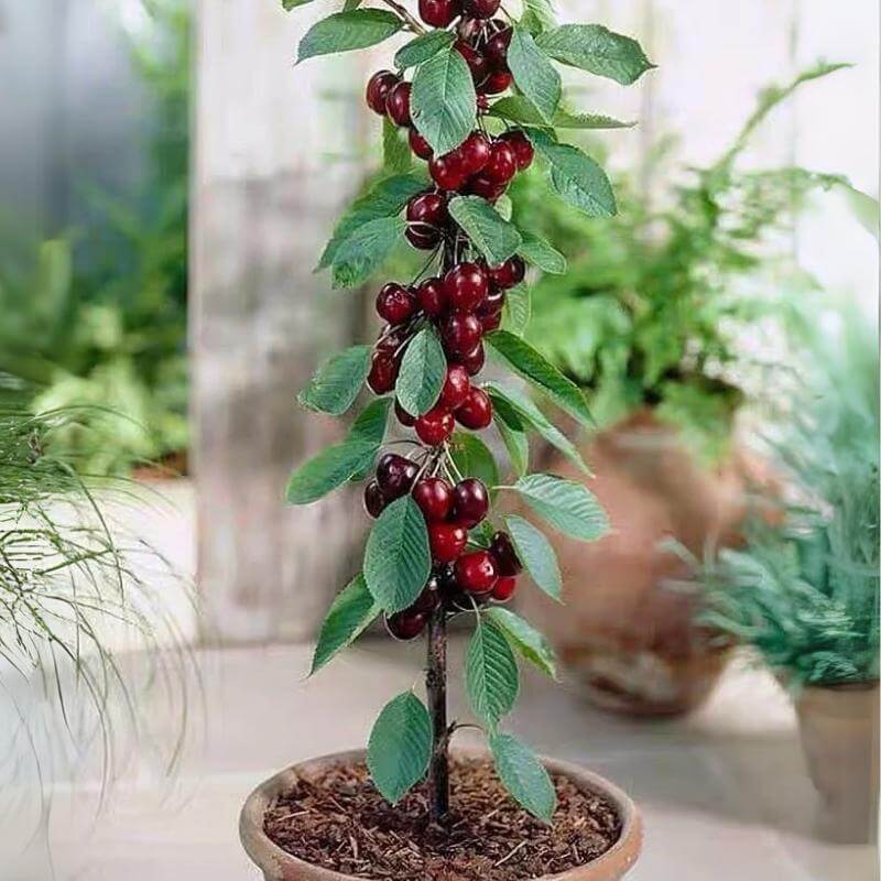 š (New Harvest) Sweet Cherry Seeds šæPre-Primed for High Germination (99% Germination)